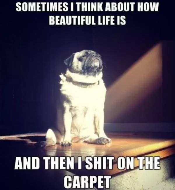 The funniest dogs in the world - #46 