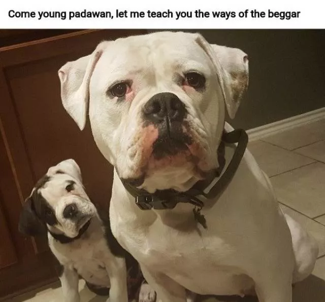 The funniest dogs in the world - #47 