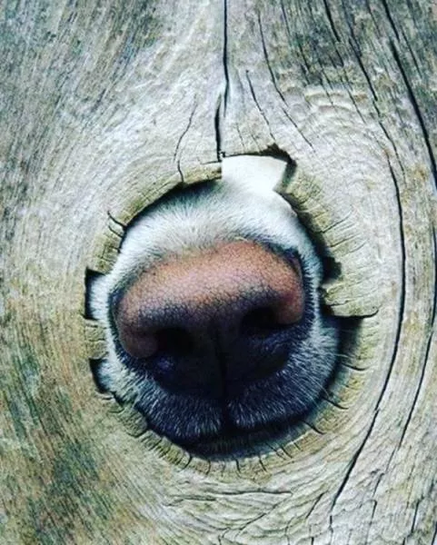 The funniest dogs in the world - #48 