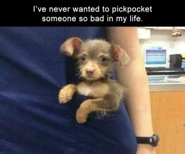 The funniest dogs in the world - #5 