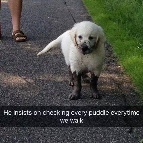 Les chiens les plus droles au monde - #6 