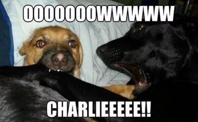 Les chiens les plus droles au monde - #7 