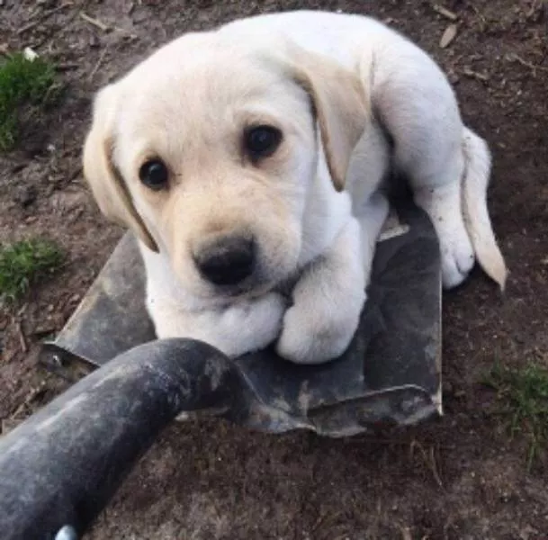 The funniest dogs in the world - #8 