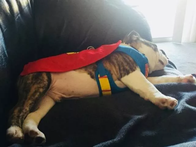 Les chiens les plus droles au monde - #9 