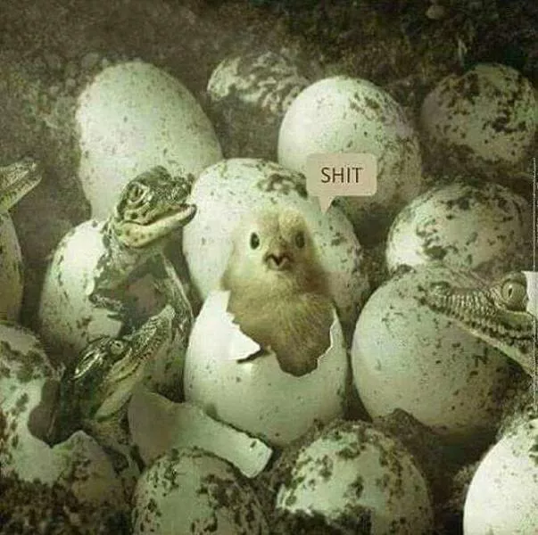 Some funny pics - #25 
