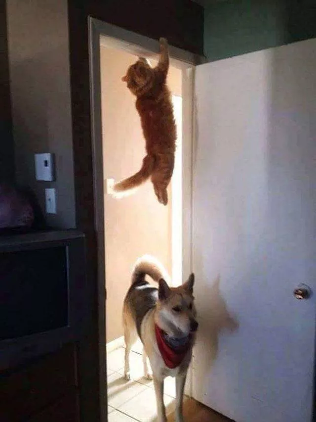 Les chats les plus droles du web - #1 