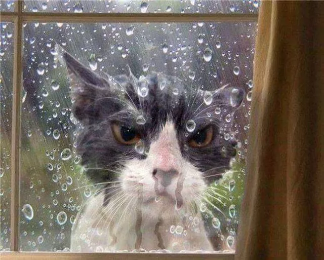Les chats les plus droles du web - #10 