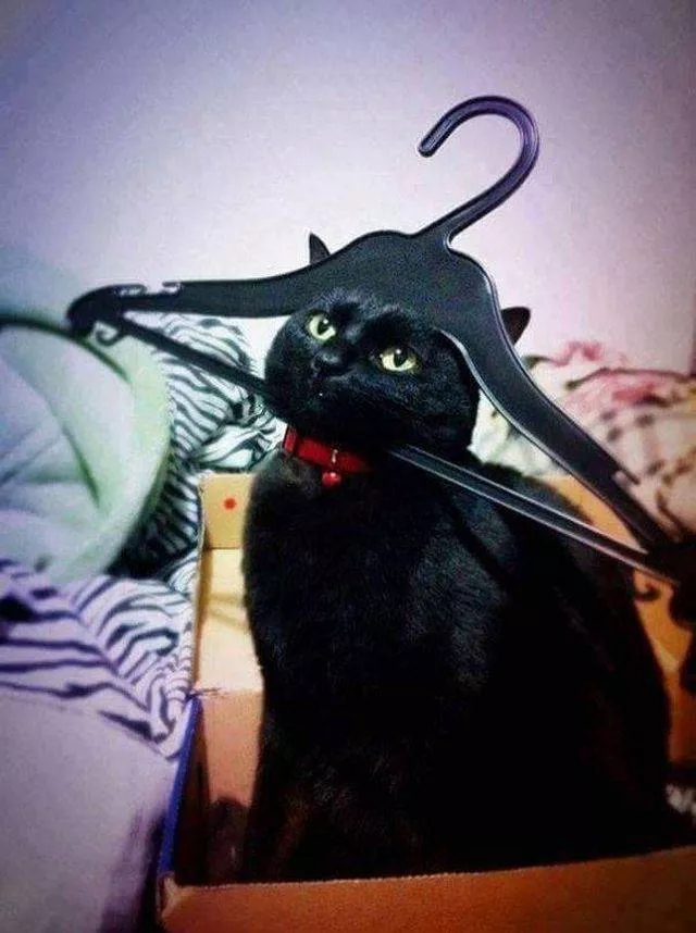 The funniest cats on the web - #11 