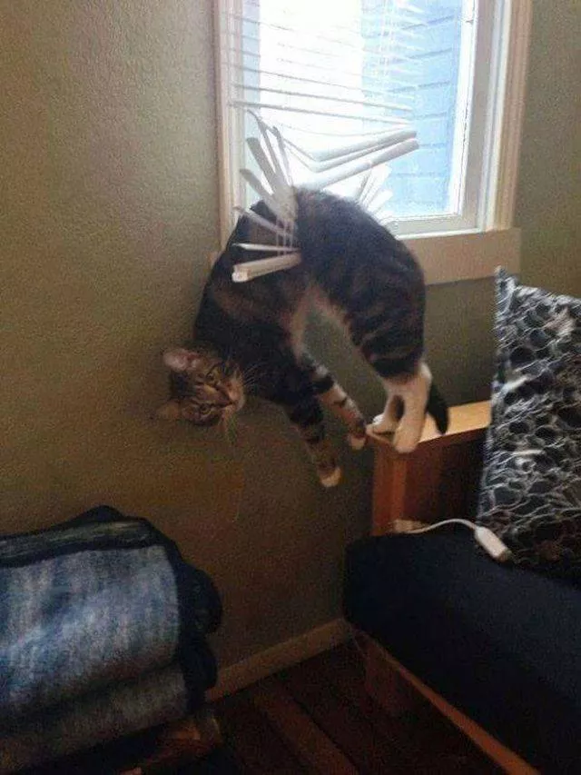 Les chats les plus droles du web - #12 