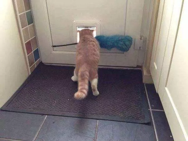 The funniest cats on the web - #13 