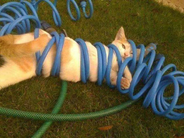 The funniest cats on the web - #14 