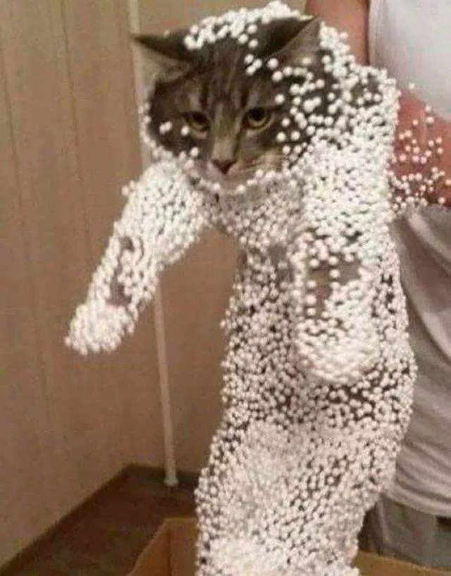 Les chats les plus droles du web - #15 