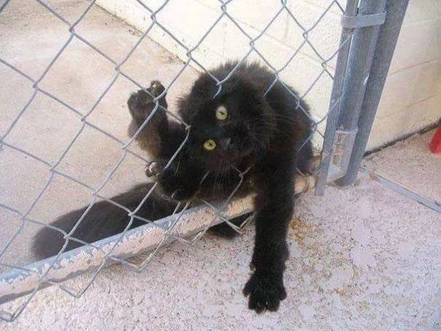 The funniest cats on the web - #16 