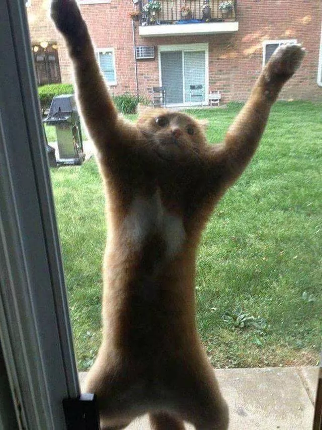 Les chats les plus droles du web - #17 