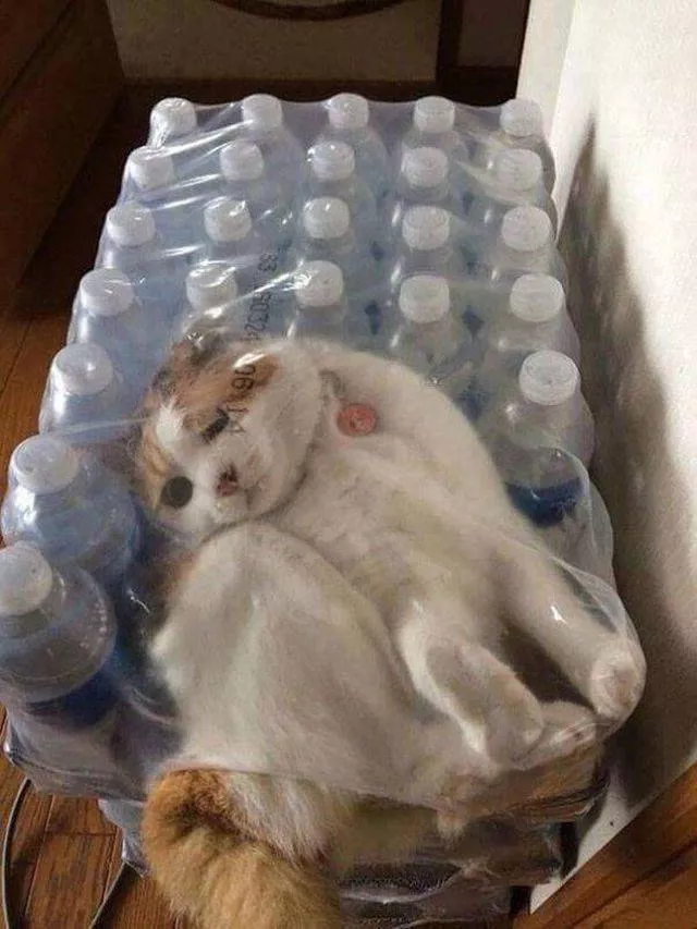 Les chats les plus droles du web - #18 