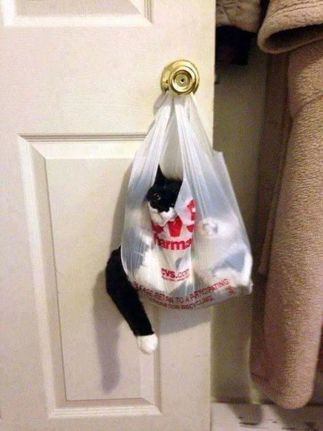 The funniest cats on the web - #2 
