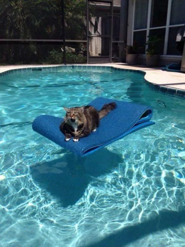 The funniest cats on the web - #20 