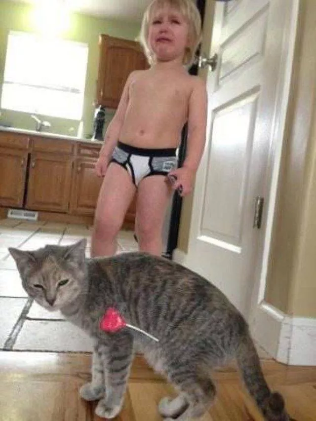 Les chats les plus droles du web - #21 