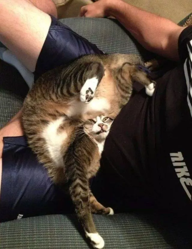 Les chats les plus droles du web - #22 