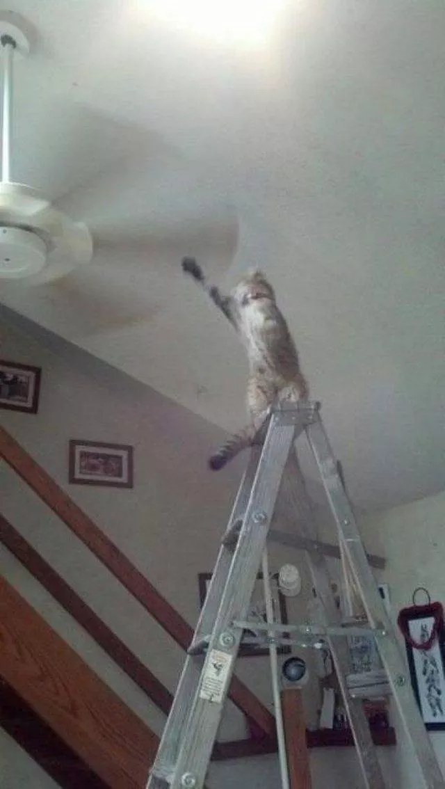 Les chats les plus droles du web - #24 