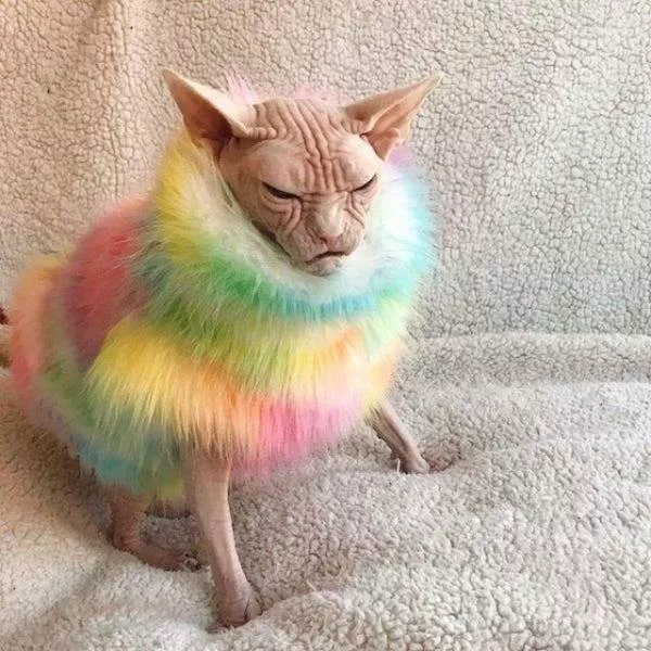 Les chats les plus droles du web - #25 