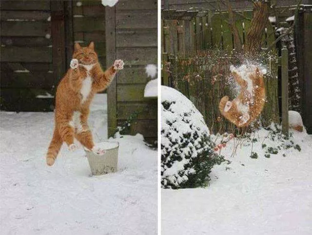 Les chats les plus droles du web - #4 