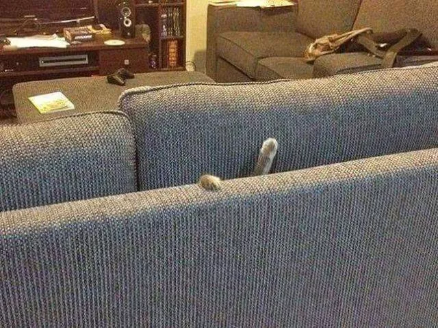 The funniest cats on the web - #5 