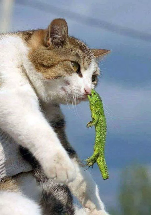 Les chats les plus droles du web - #6 