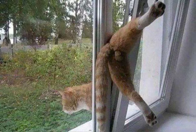 Les chats les plus droles du web - #7 