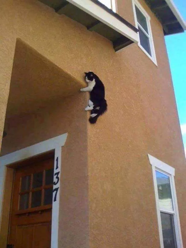 Les chats les plus droles du web - #8 