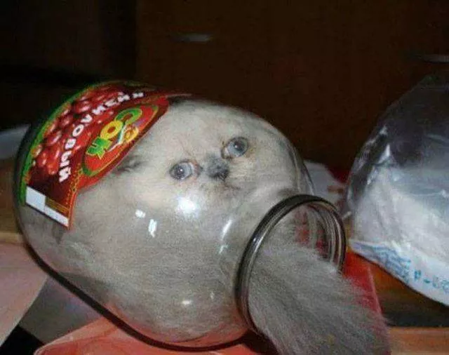 The funniest cats on the web