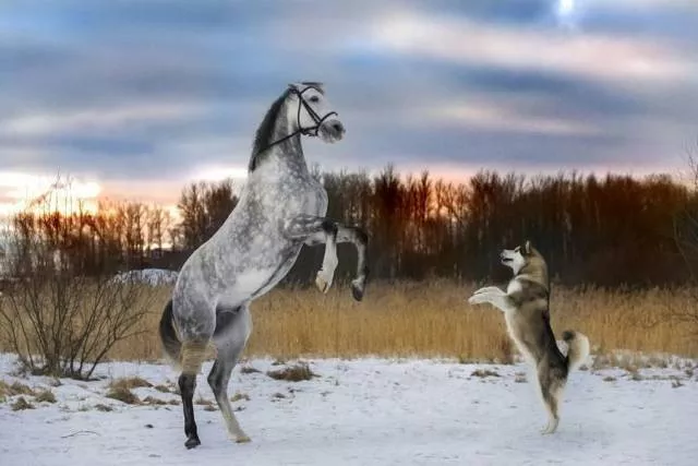 The most extraordinary pictures the week - #19 