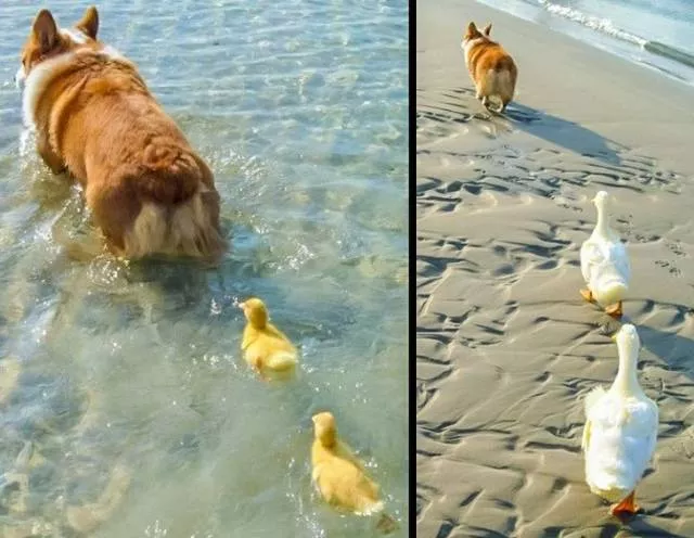 The most extraordinary pictures the week - #30 
