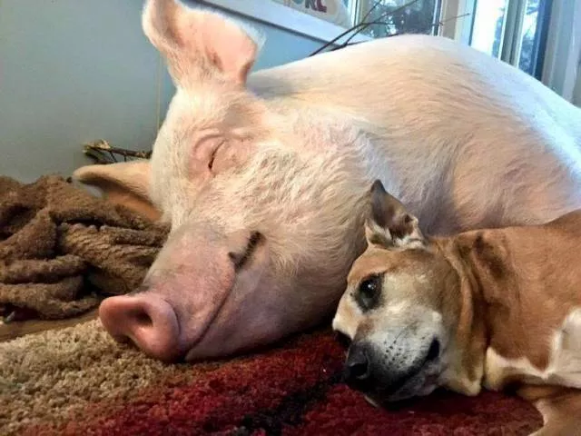 The most extraordinary pictures the week - #31 