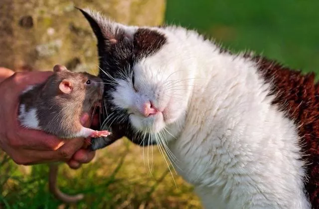 Les images les plus extraordinaire le la semaine - #36 