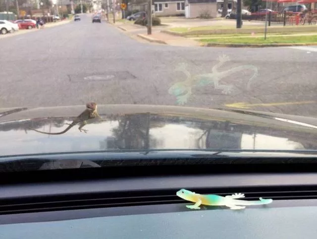 The most extraordinary pictures the week - #41 