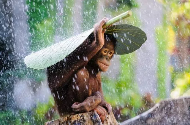 Les images les plus extraordinaire le la semaine - #46 