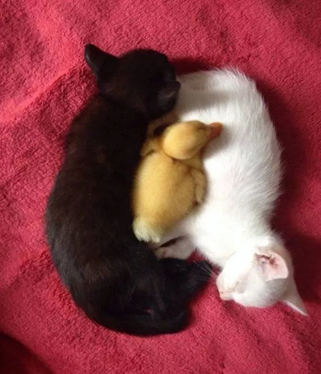 The most extraordinary pictures the week - #52 