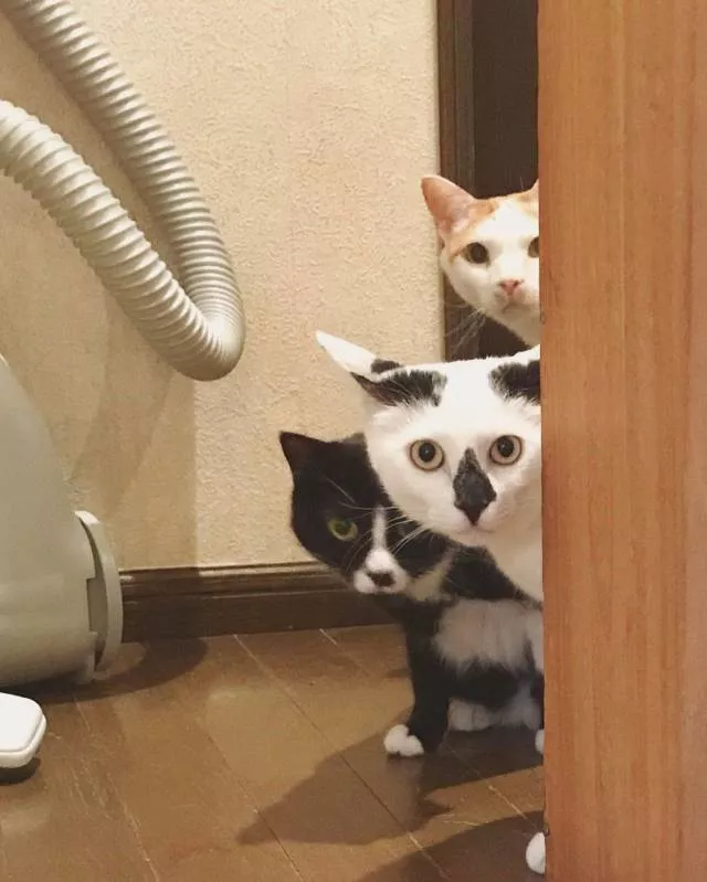Picdump 365 - #50 