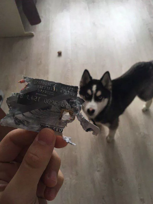 Picdump 368 - #29 