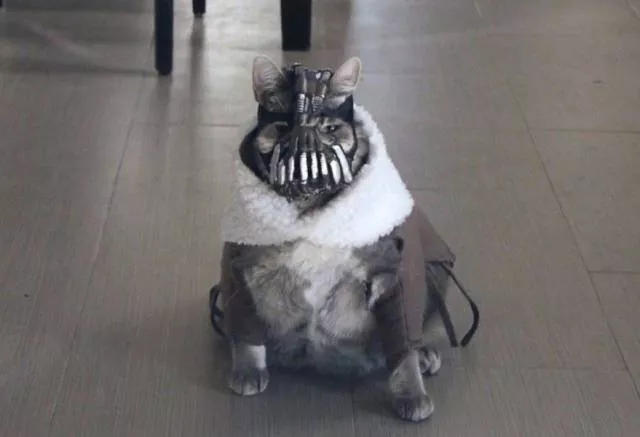 Picdump 368 - #30 