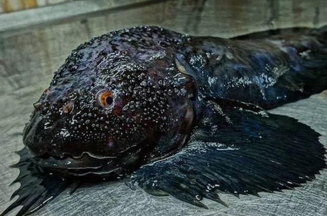 Terrible creatures found at the deep sea - #1 