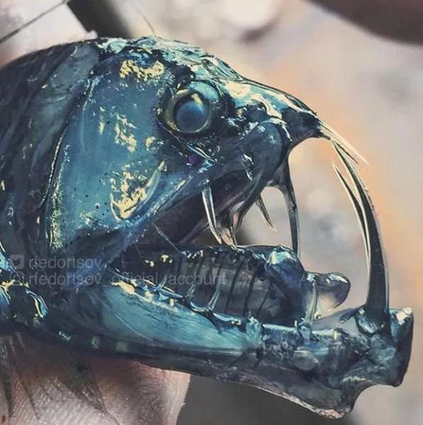 Terrible creatures found at the deep sea - #10 