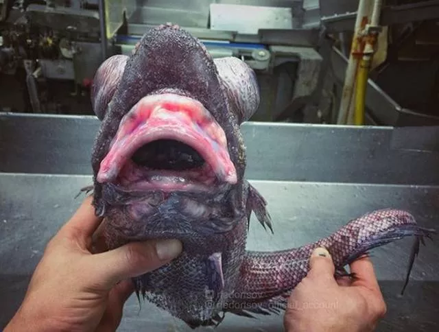 Terribles creatures trouvees a la mer profonde - #11 