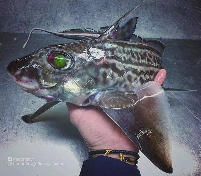 Terrible creatures found at the deep sea - #12 