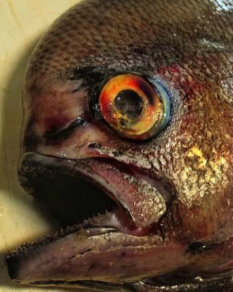 Terrible creatures found at the deep sea - #14 