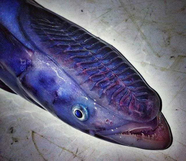 Terrible creatures found at the deep sea - #16 