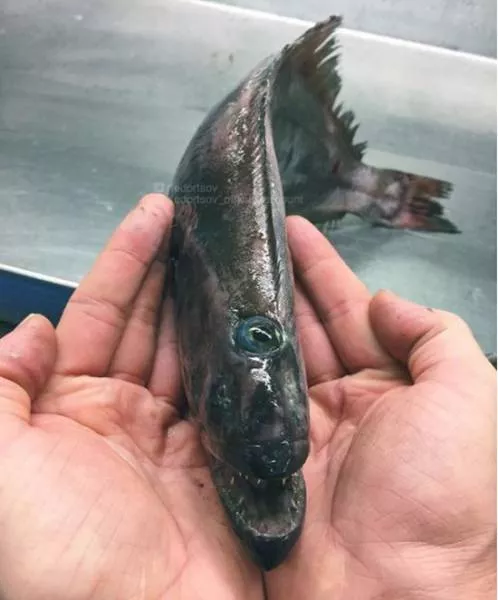 Terrible creatures found at the deep sea - #17 