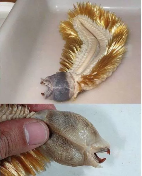 Terrible creatures found at the deep sea - #18 