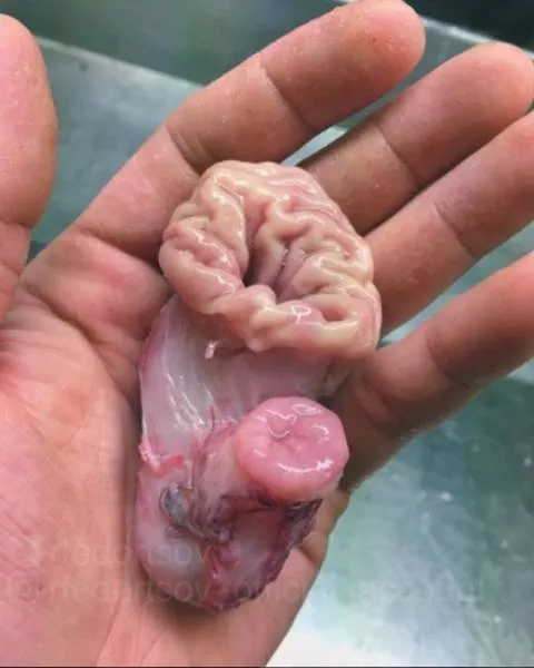Terrible creatures found at the deep sea - #19 
